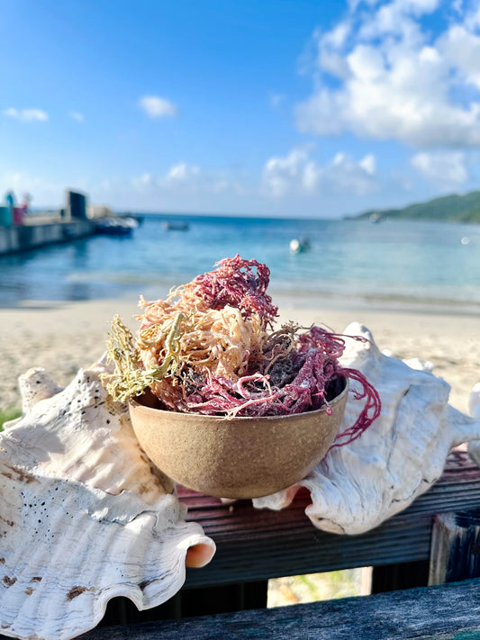 1lb DoctorEarth Wildharvested Irish Sea Moss